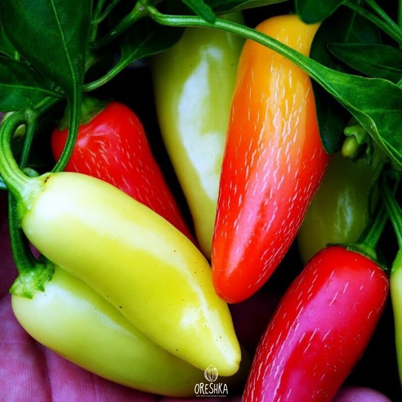 Seeds of Hot pepper Jalapeno white (Capsicum) — 5 pcs