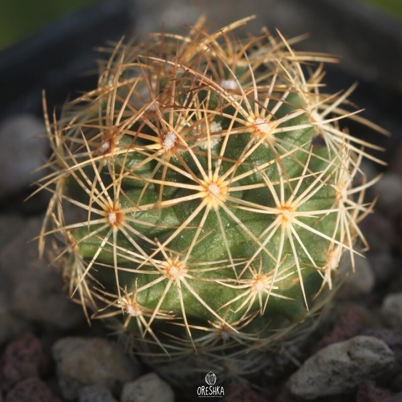 Cactus Seeds