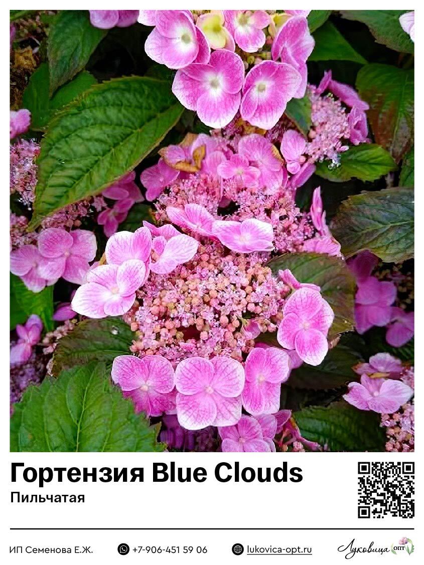 Гортензия пильчатая Blue Clouds (Блю Клауд)