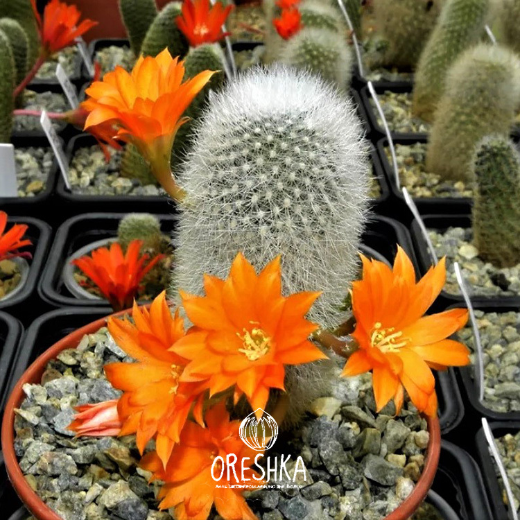 Seeds of Cactus Aylostera mix (Aylostera mix) — 10 pcs