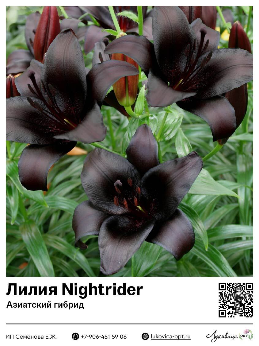 Лилия Nightrider (Азиатский гибрид)