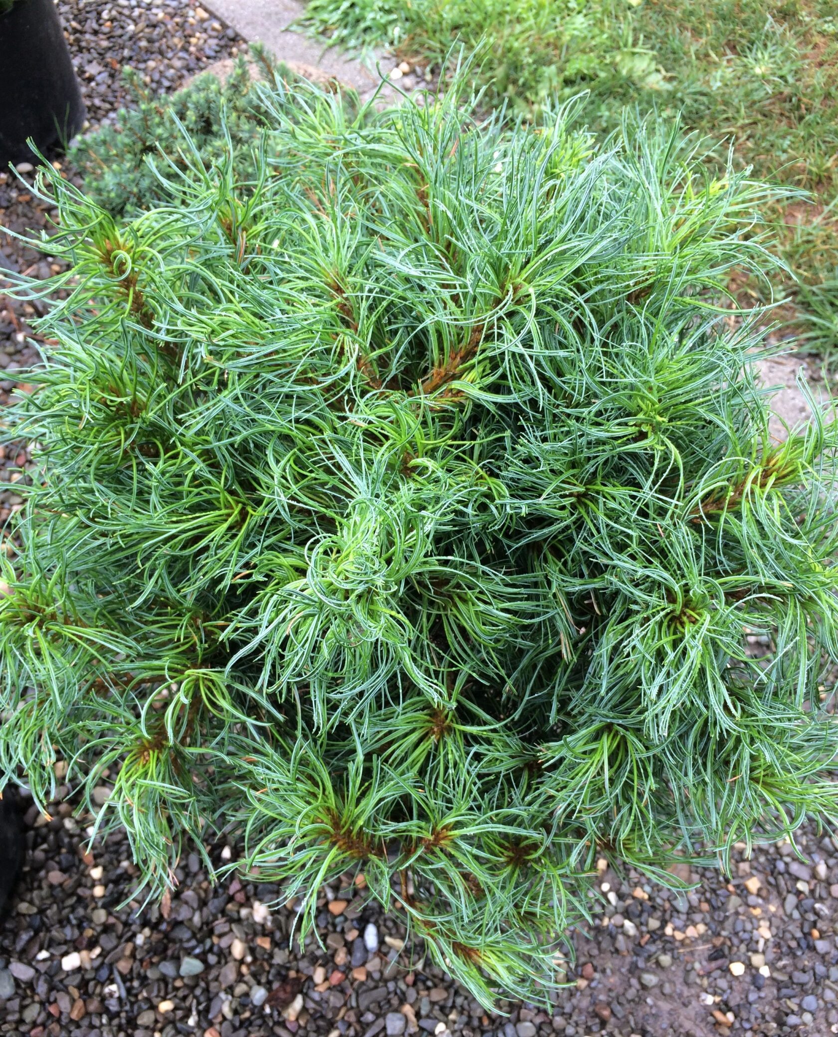 Pinus strobus Diablo