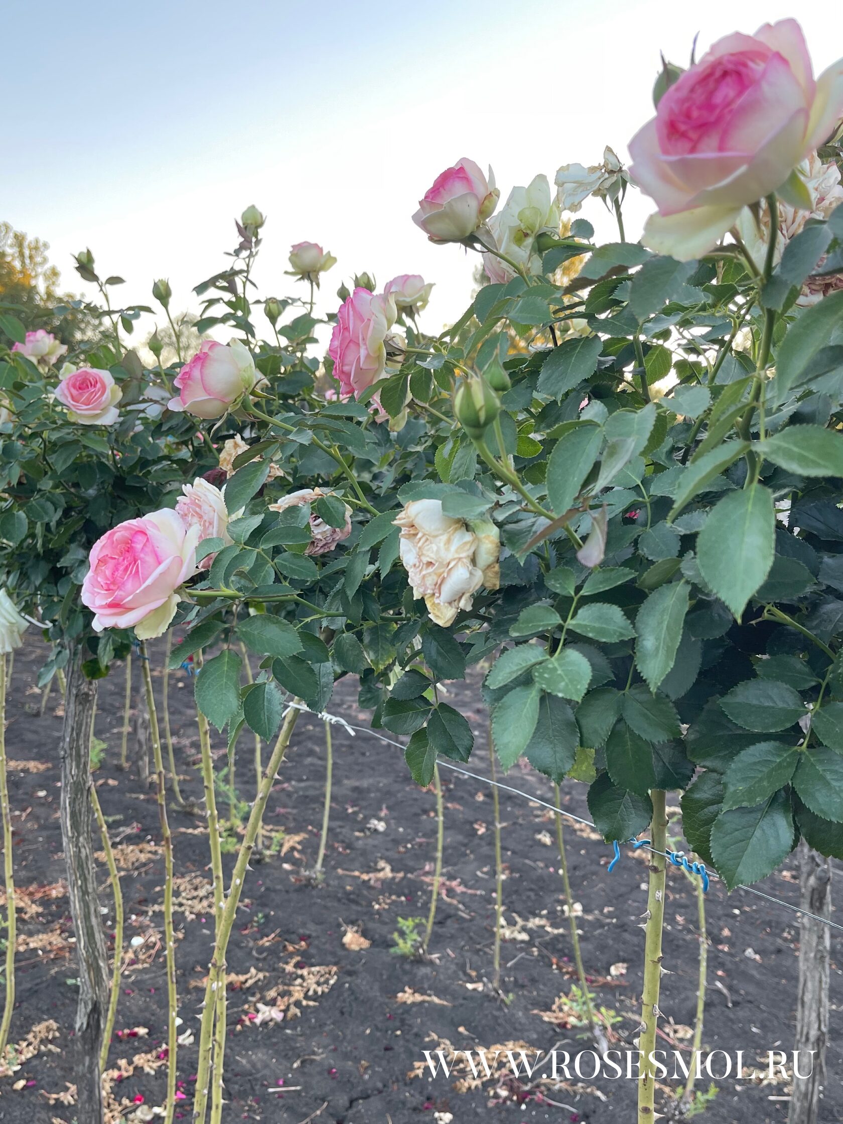 Штамбовая роза Пьер де Ронсар (Pierre de Ronsard) на штамбе Купить ...