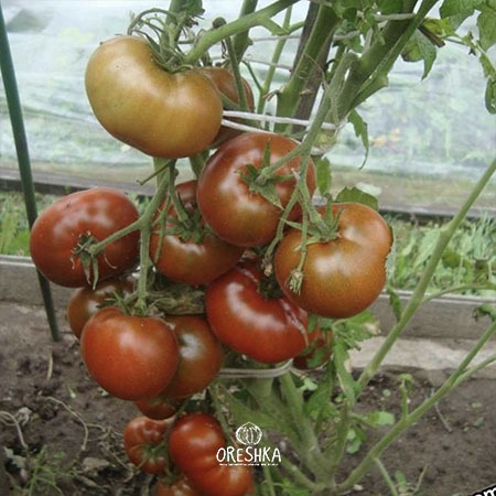 Seeds of Tomato Dwarf Kookabura Cackle (solanum lycopersicum) — 10 pcs