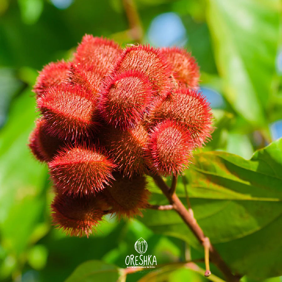 Seeds of Annatto (Bixa orellana) — 10 pcs