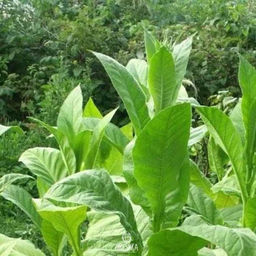 Seeds of Tobacco golden harvest (Nicotiana tabacum) — 300 pcs