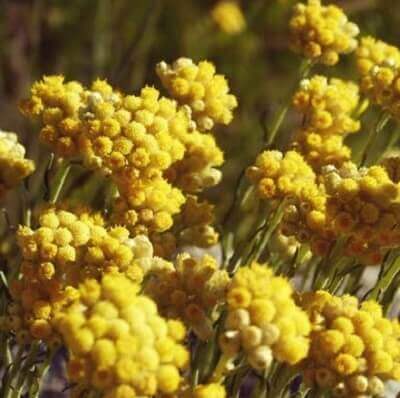 "Бессмертник итальянский", натуральное эфирное масло. / Helichrysum ...