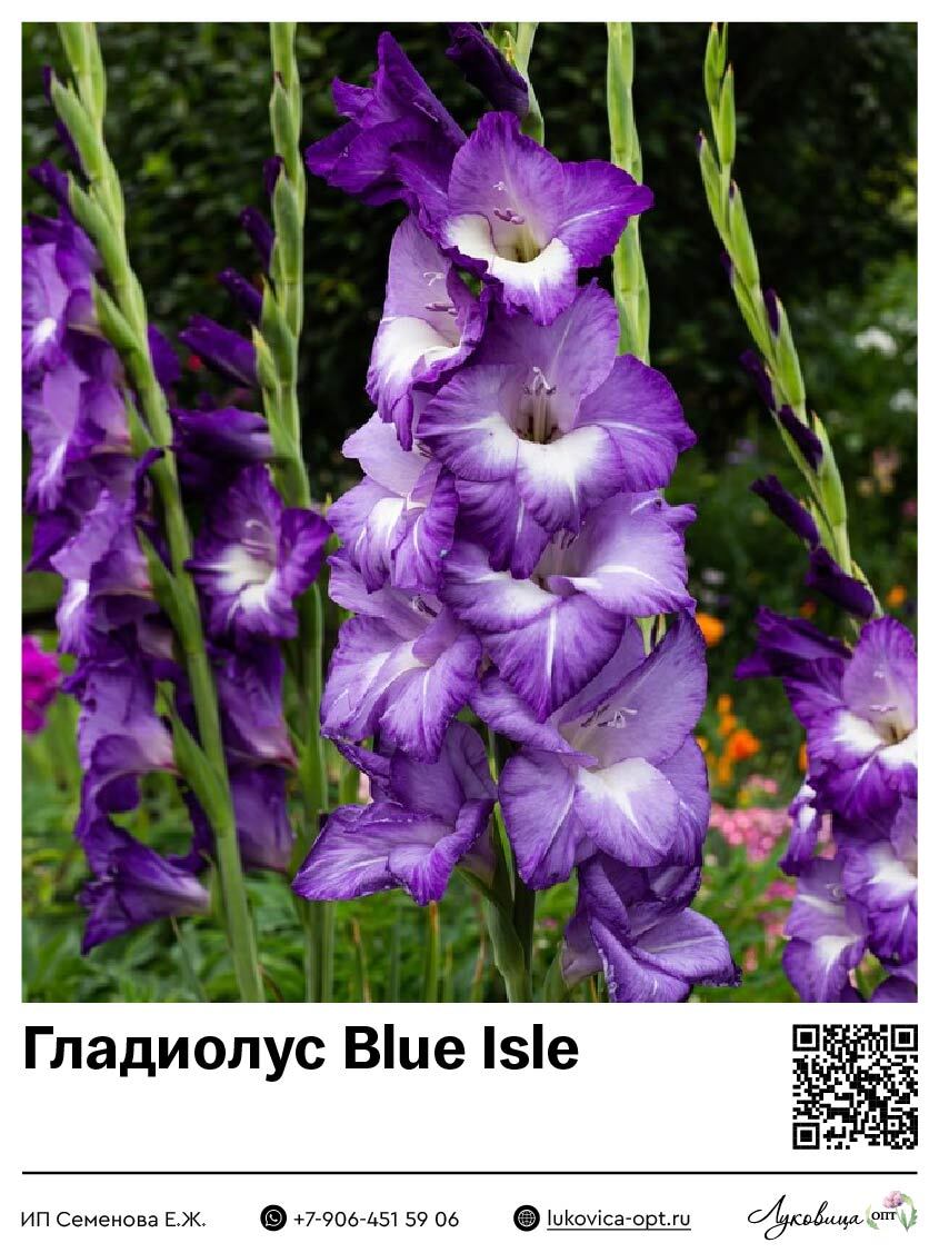 Гладиолус Blue Isle 5 шт