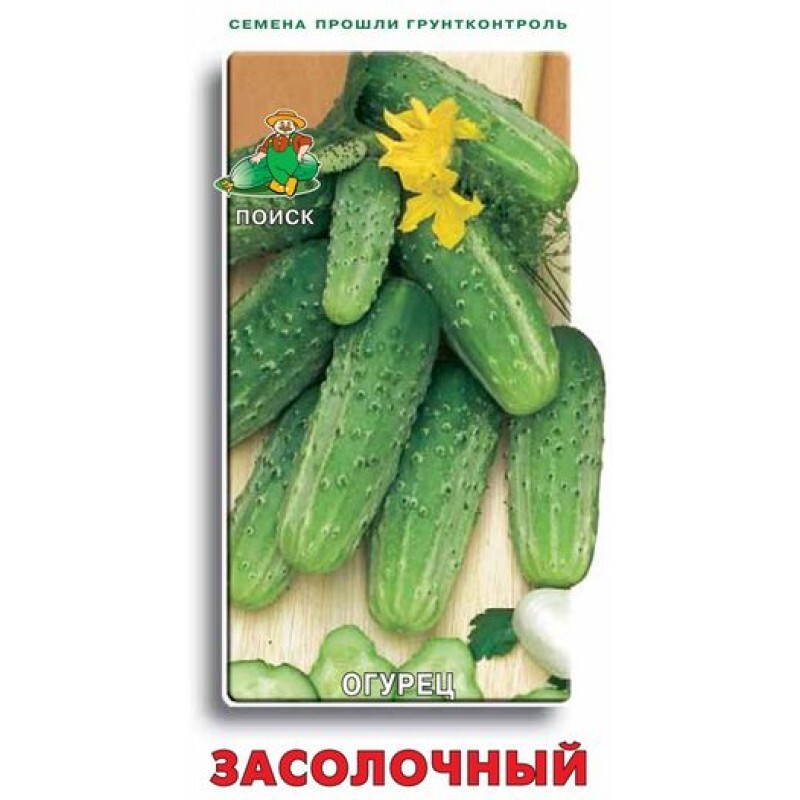 Огурец засолочный фото