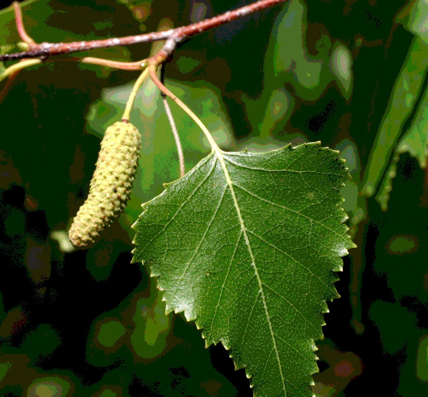 Betula pendula. Берёза повислая далекарлийская. Береза бородавчатая Betula. Береза повислая (бородавчатая). Береза бородавчатая береза повислая.