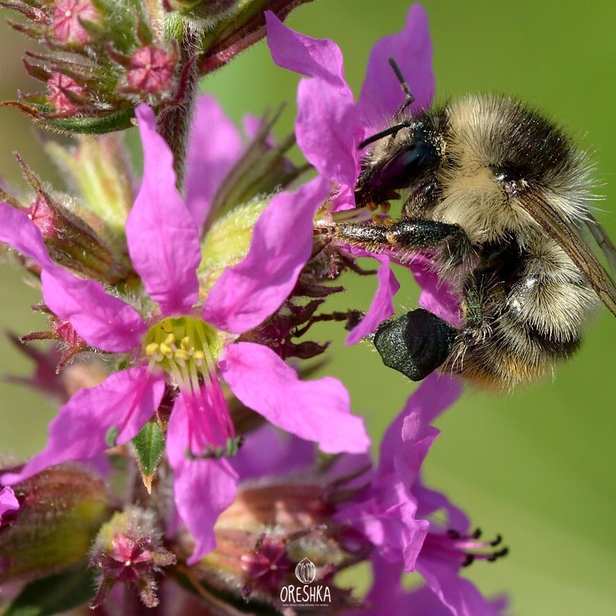 Bombus Sylvarum