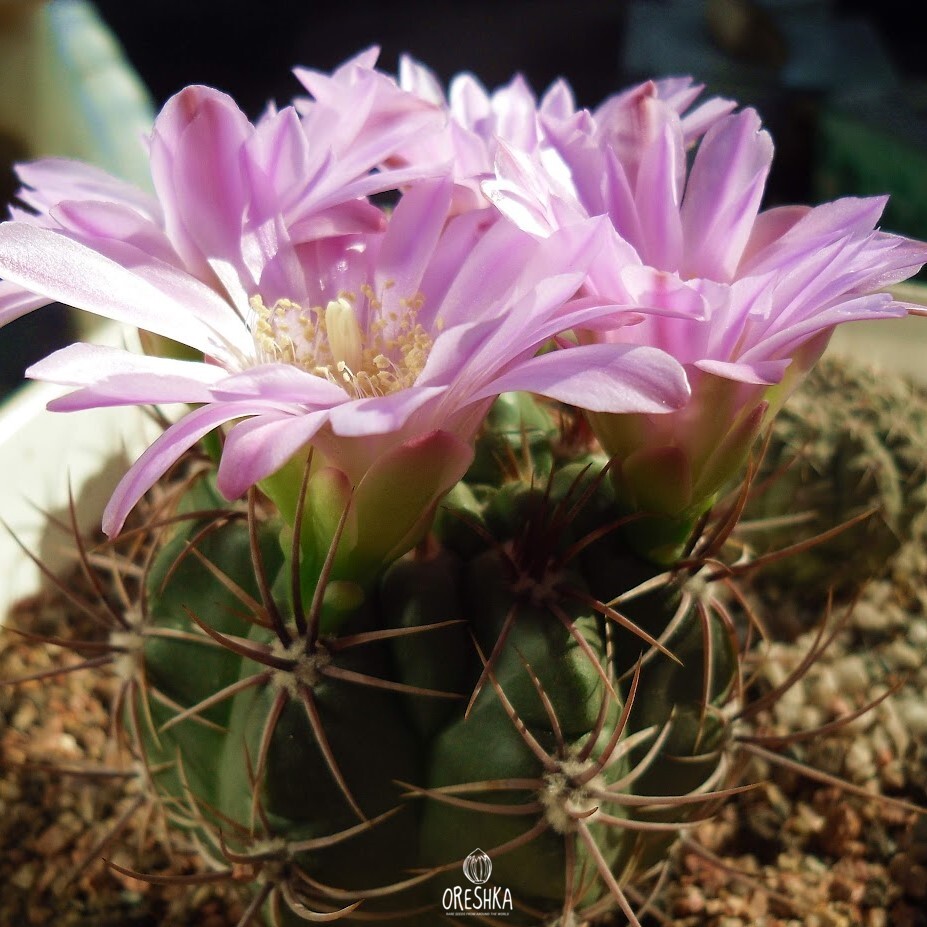Seeds of Cactus Gymnocalycium horridispinum (Gymnocalycium horridispinum) — 10 pcs