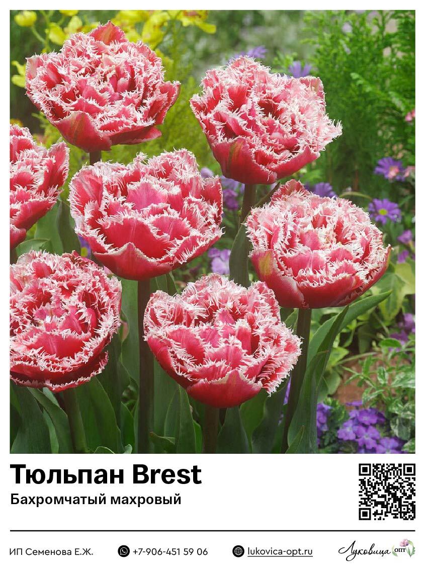 Тюльпан Brest (Бахромчатый, махровый)