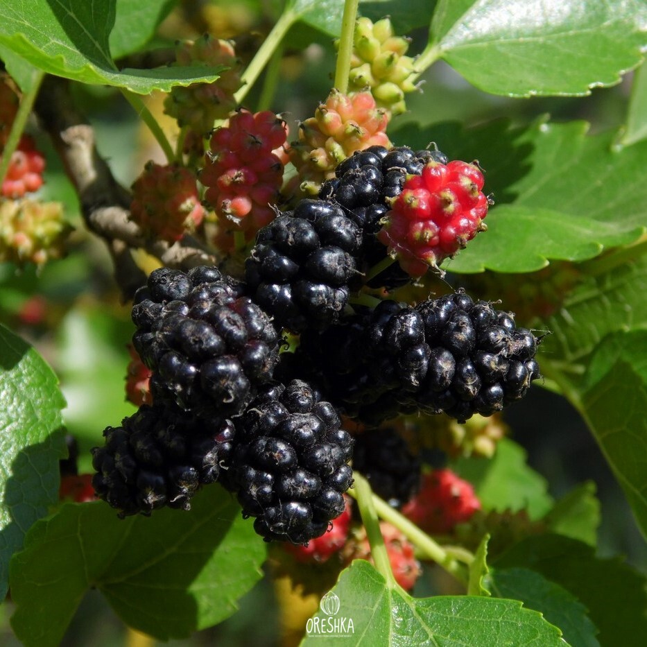 Seeds of Morus alba nigra — 20 pcs