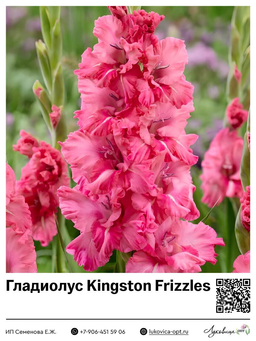 Гладиолус Kingston Frizzles (Гофрированный) 5 шт