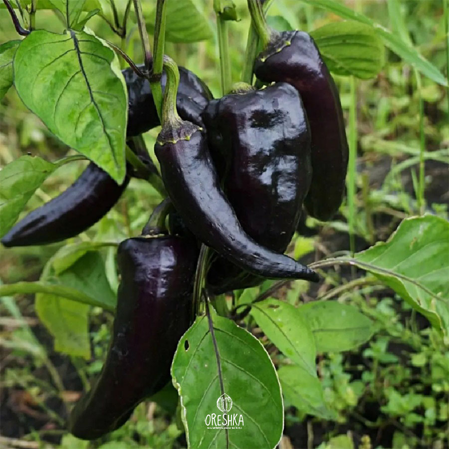 Seeds of Sweet pepper ⁠Marconi black (Capsicum) — 5 pcs