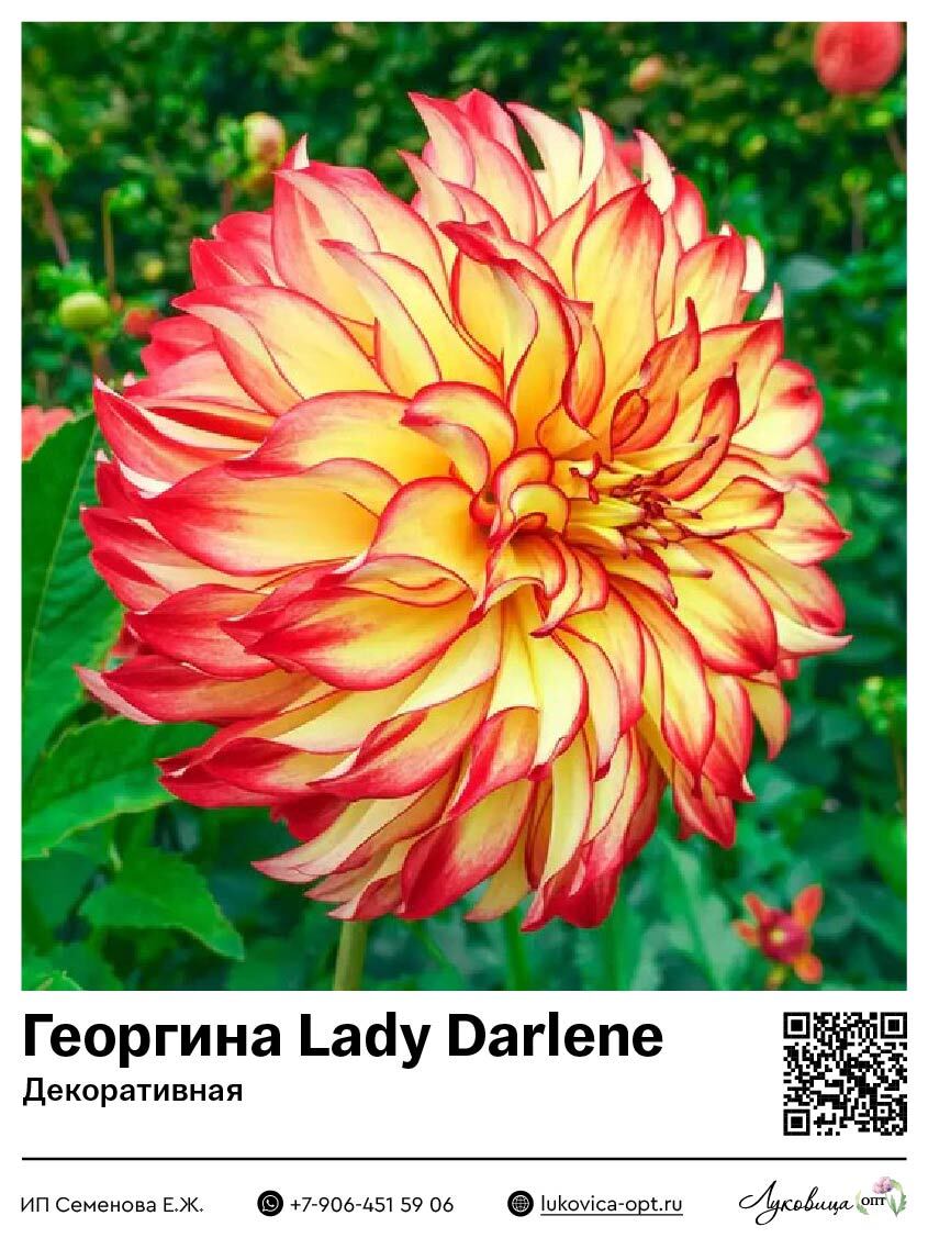 Георгина Lady Darlene (Декоративная) 1 шт