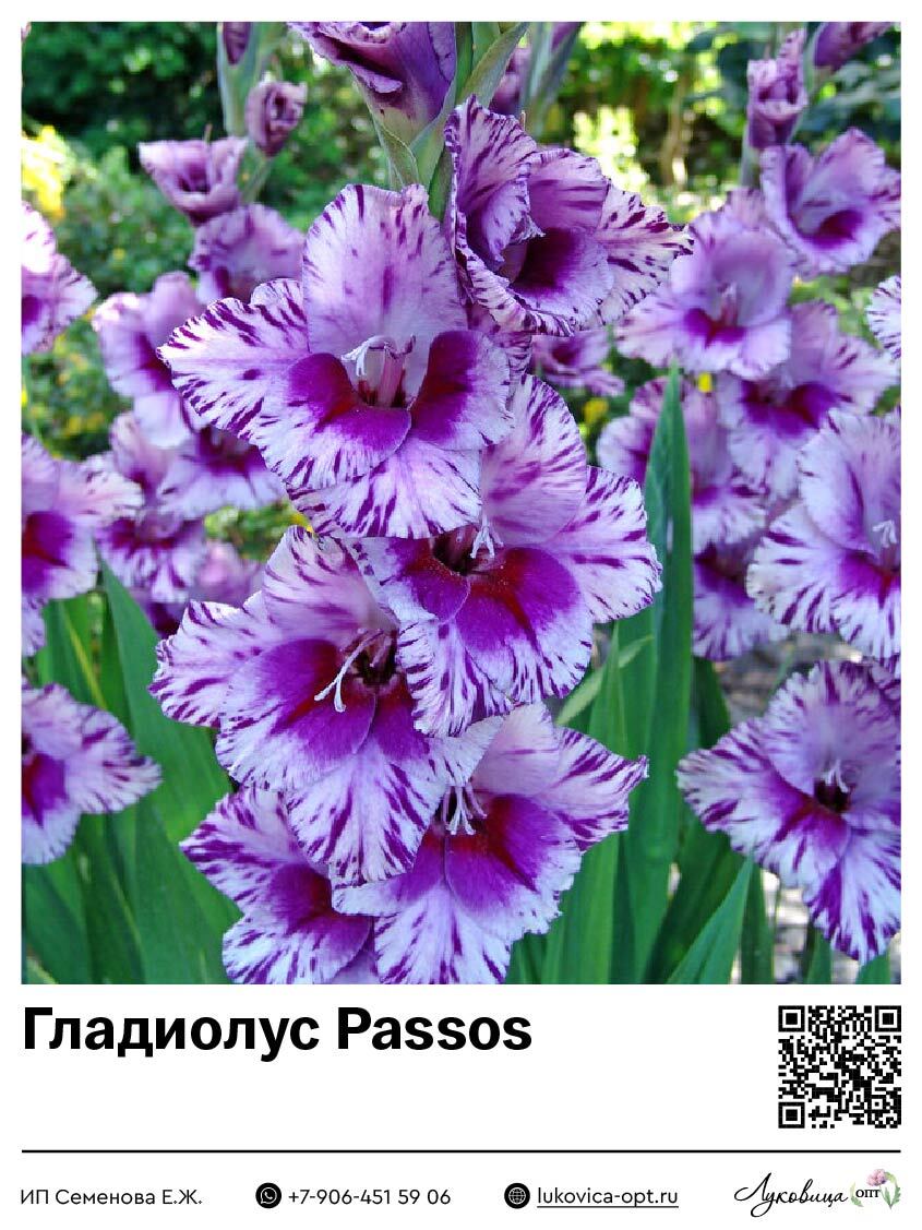 Гладиолус Passos 5 шт