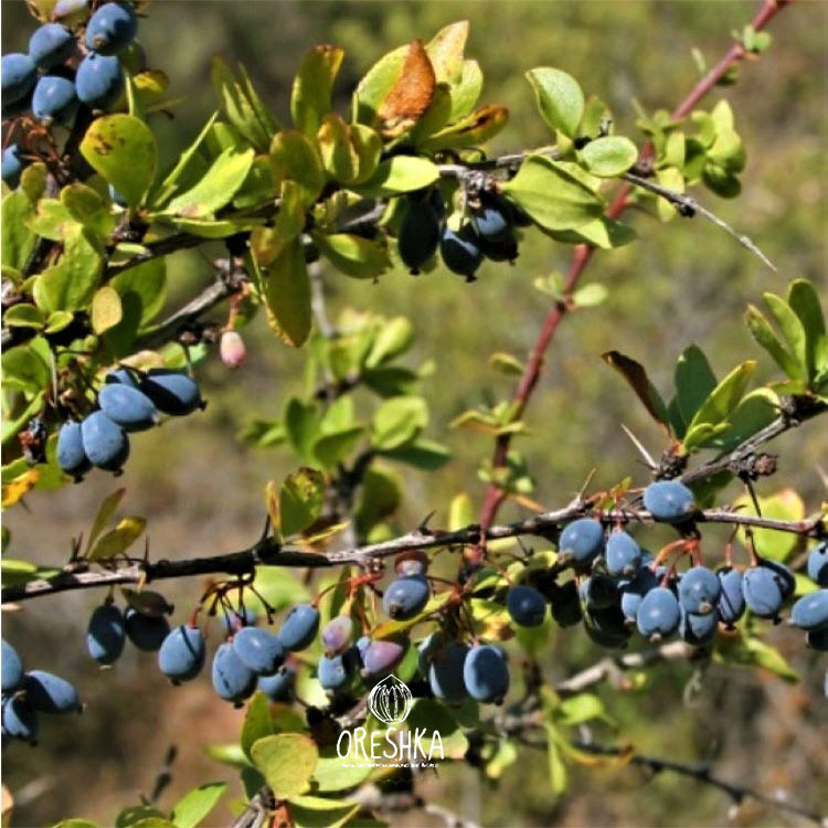 Seeds of Berberis black — 20 pcs