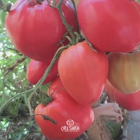 Seeds of Tomato Beef from the bush (solanum lycopersicum) — 10 pcs