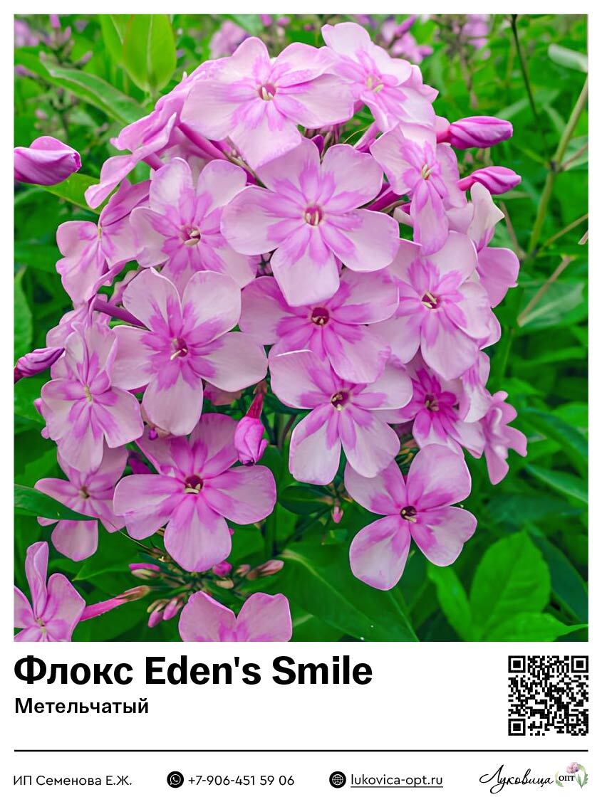 Флокс Eden's Smile (Метельчатый) 1 шт