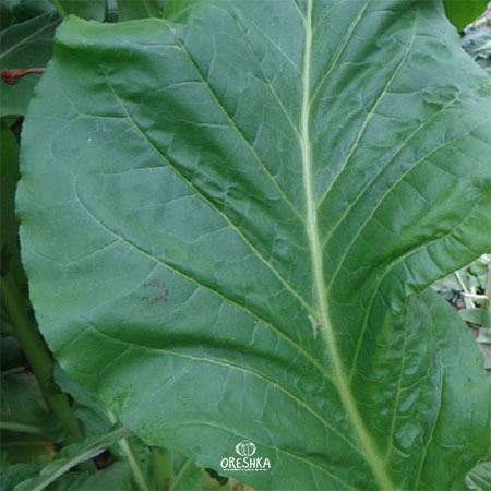 Seeds of Tobacco White Gold (Nicotiana tabacum) — 300 pcs