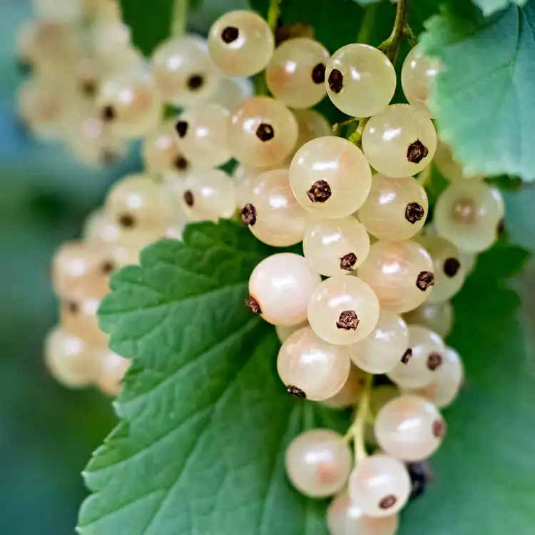 Ароматическое масло Белая смородина (White Currant) от Candle Science