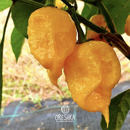 Seeds of Hot pepper Borg 9 yellow (Capsicum) — 5 pcs