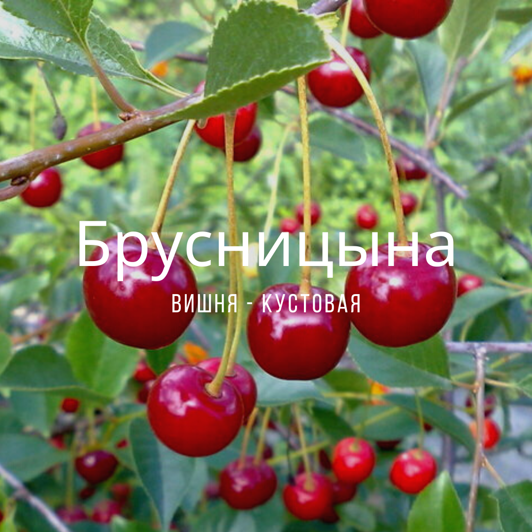 Вишня брусницына