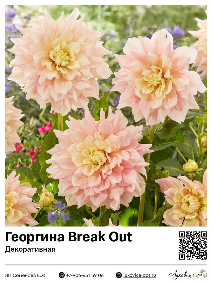 Георгина Break Out (Декоративная) 1 шт