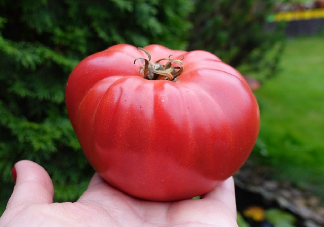 купить семена томата ППИ