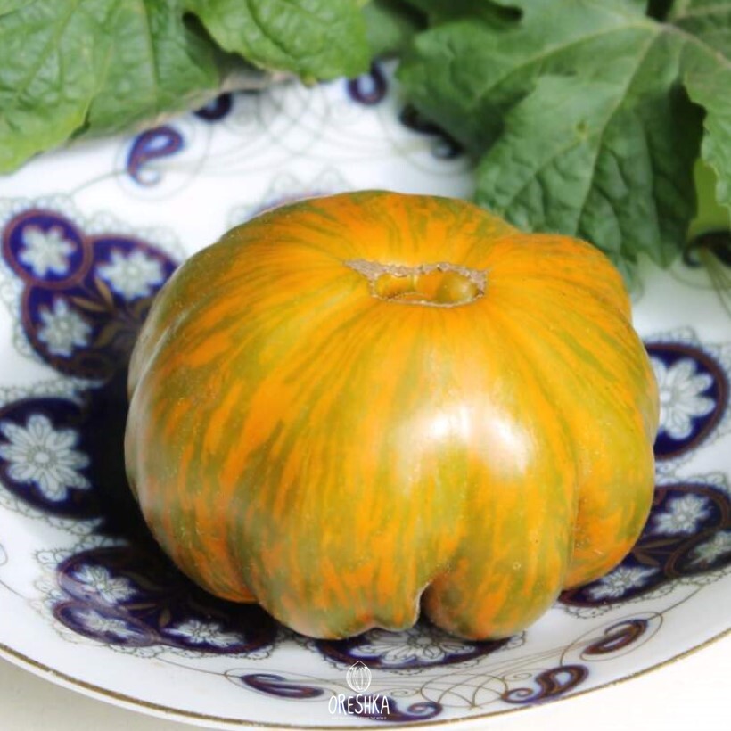 Tomato Kozula-83 fresh seeds, Tomato seeds | Oreshka seeds