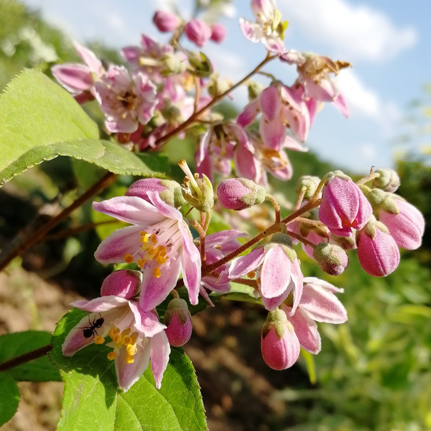 Дейция гибридная Magicien, саженцы
