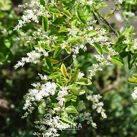Seeds of Chinese privet (Ligustrum sinense) — 20 pcs