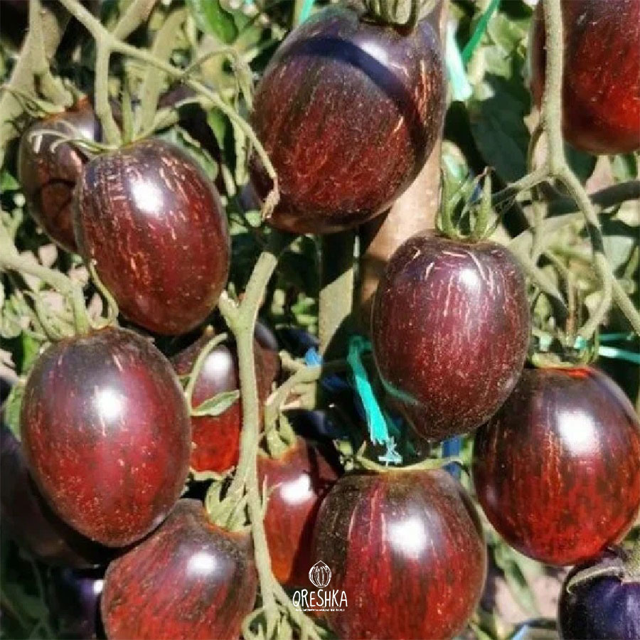 Seeds of Tomato Gargamel Picasso striped (solanum lycopersicum) — 10 pcs