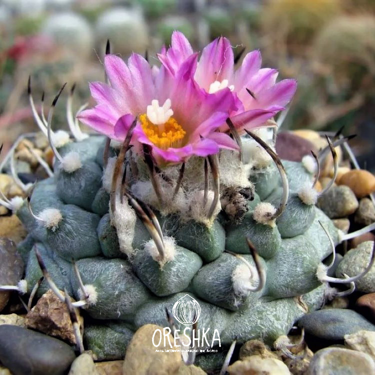 Seeds of Cactus Turbinicarpus mix (Turbinicarpus mix) — 10 pcs