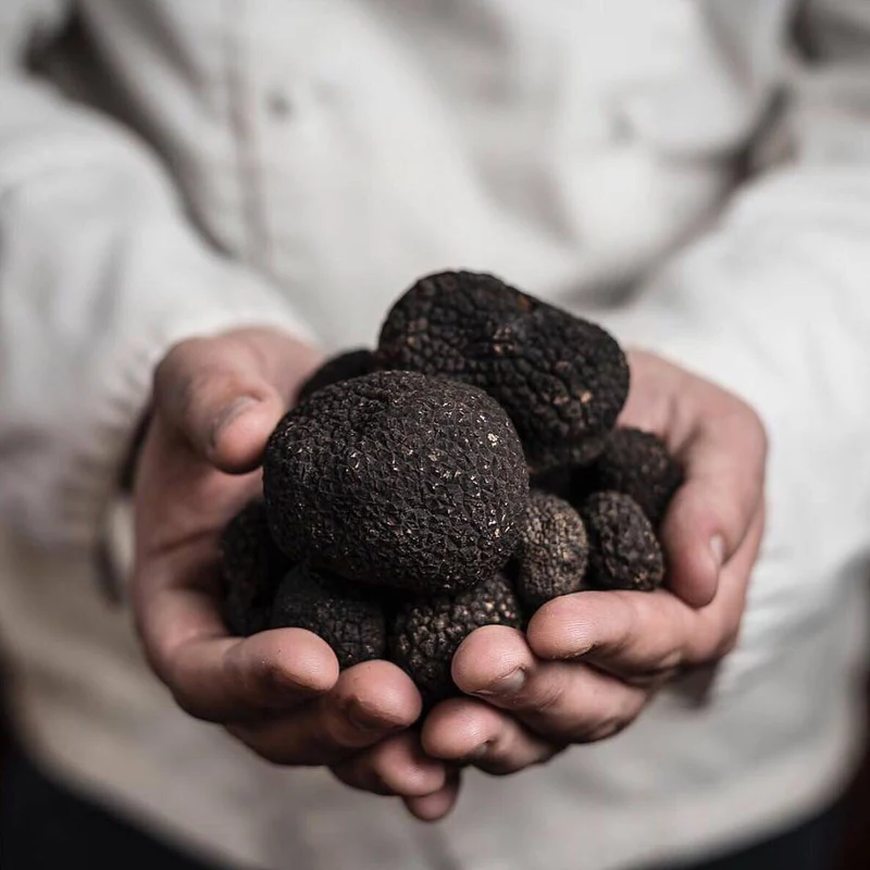 Чёрный трюфель Melanosporum
