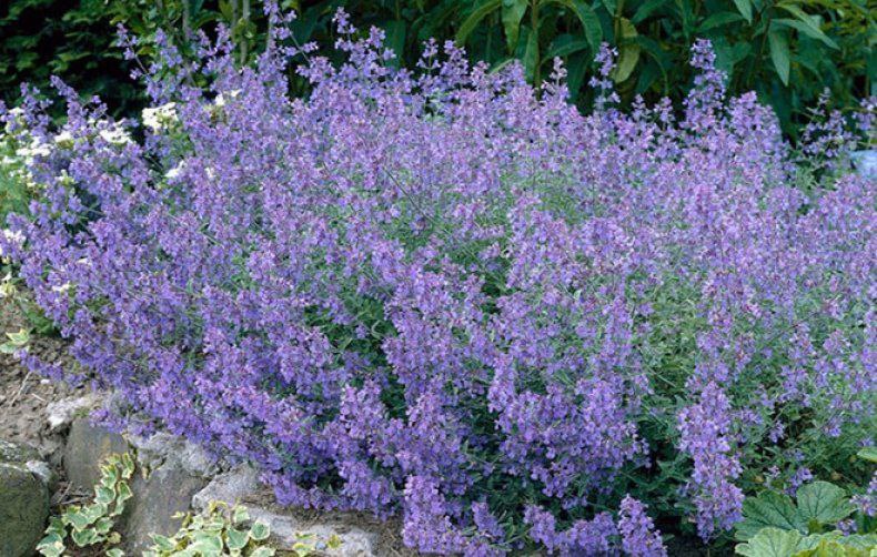 Котовник Фасена Six Hills Gold