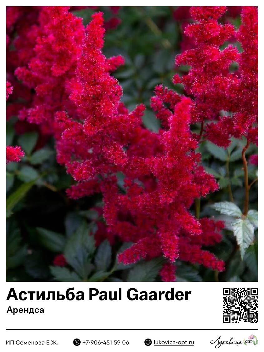 Астильба Paul Gaarder (Арендса) 1 шт