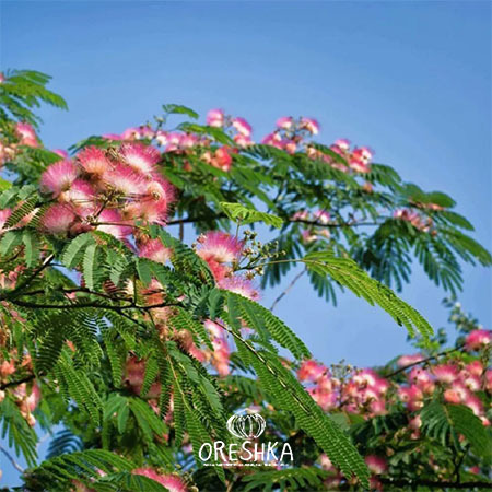 Seeds of Albizia high (Albizia procera, Benth) — 15 pcs