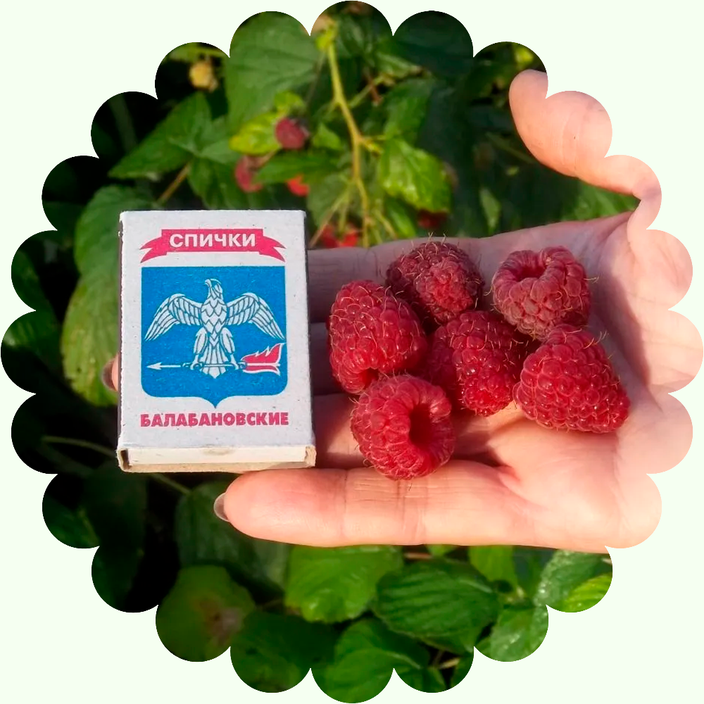 Ремонтантная Малина Аврора