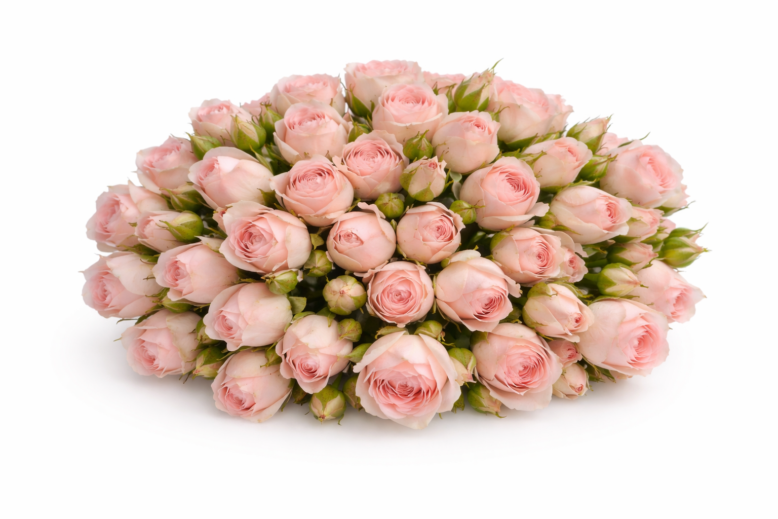 Кустовая роза Моника Дэвис 莫妮卡戴维 Bush Rose Monica Davis, 60 cm, box 200 ...