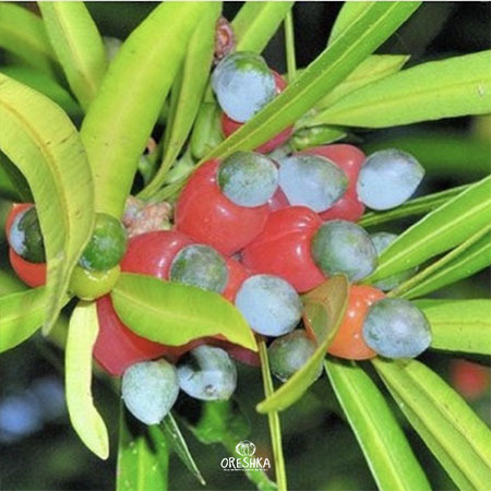 Seeds of Podocarp (Podocarpus) — 3 pcs