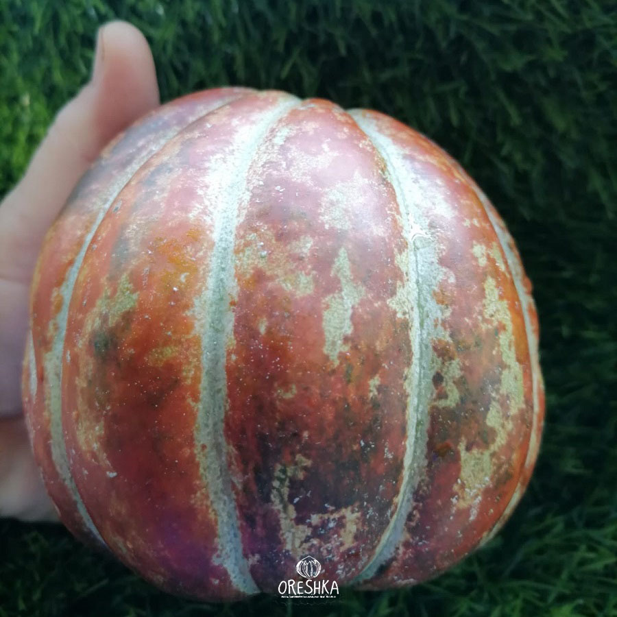 Seeds of Melon Sakizli (Cucumis melo) — 5 pcs