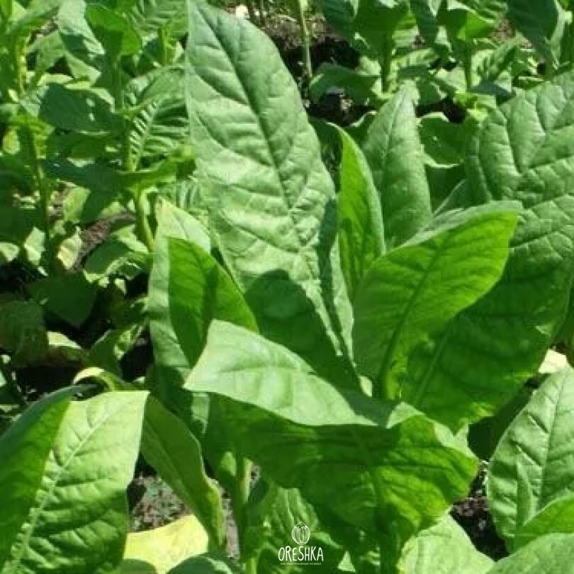Seeds of Tobacco virginia bulgarian (Nicotiana tabacum) — 300 pcs