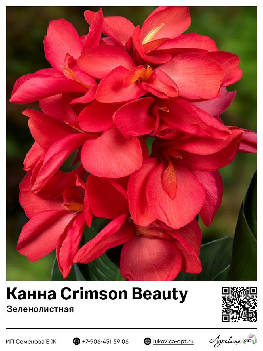 Канна Crimson Beauty (Зеленолистная)