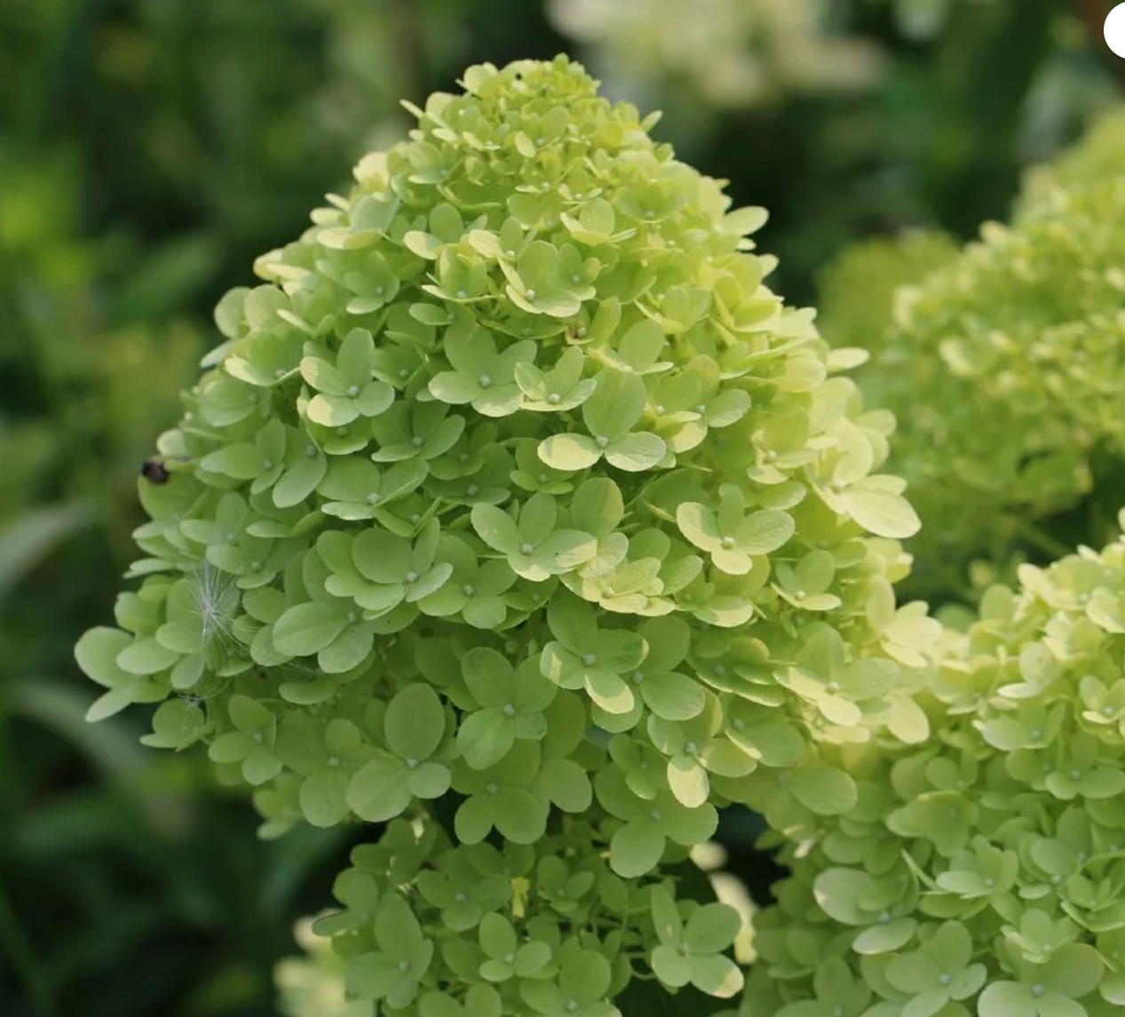 Лайм лайт высота. Лайм лайт высота. Лайм лайт высота. Лайм лайт высота. Лайм лайт высота.