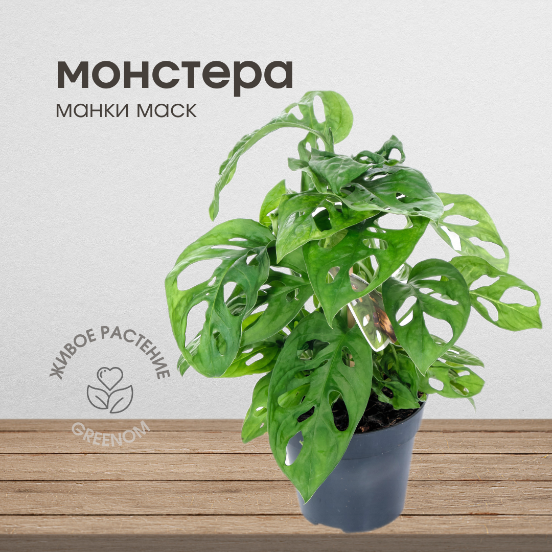 Монстера Манки Фото