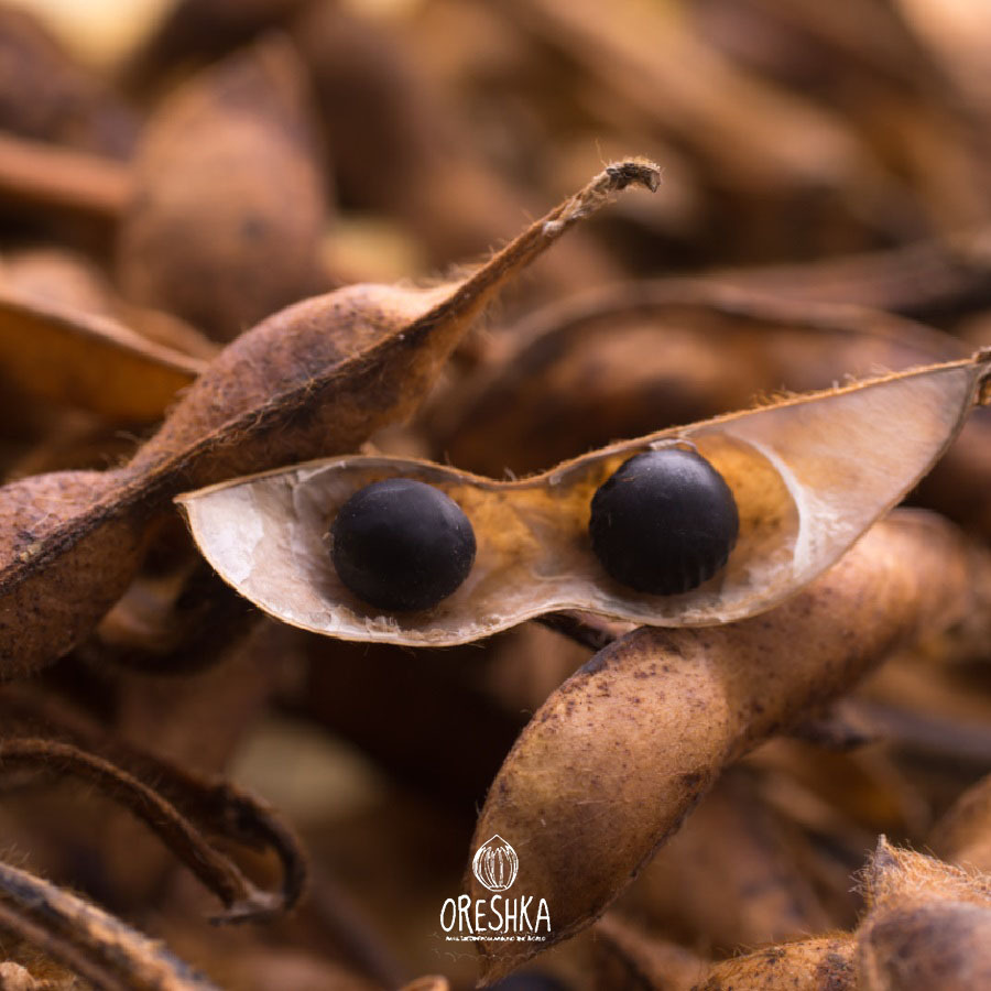 Seeds of Black soybeans (Black soy bean) — 10 pcs
