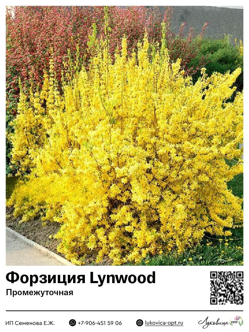 Форзиция промежуточная Lynwood (Линвуд)